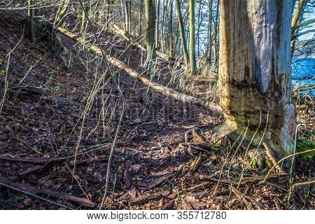 Trees Damaged By Beavers At A Lakeside