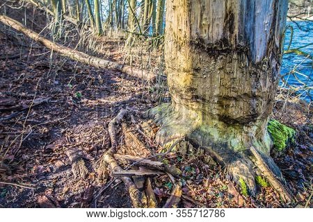 Trees Damaged By Beavers At A Lakeside
