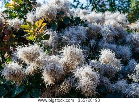 Cotinus Coggygria Lisjo Blooming In Autumn In Poland.