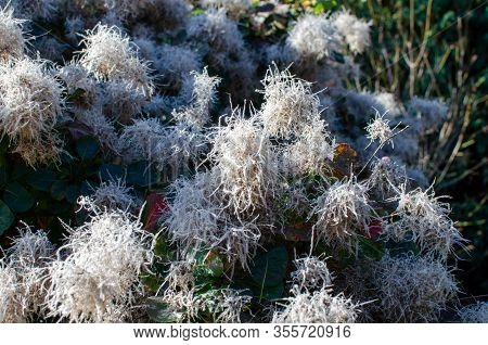 Cotinus Coggygria Lisjo Blooming In Autumn In Poland.