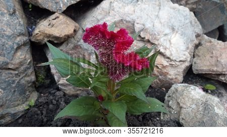Beautiful Common Cockscomb, Crested Celosin,wool Flower Beside Stone In The Garden.