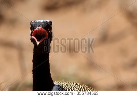 The Detail Of Head With Open Beak Of The Northern Black Korhaan (afrotis Afraoides) Or The White-qui