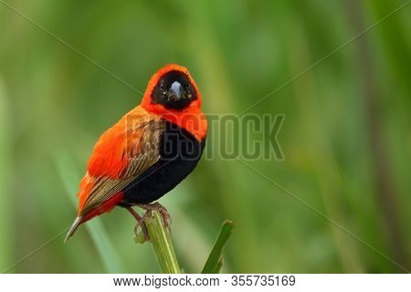 The Southern Red Bishop Or Red Bishop (euplectes Orix) Sitting On The Branch With Green Background. 