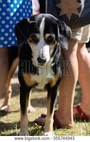 Dog Standing Between People On The 4th Of July At Jugendfest Brugg 2019.