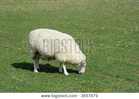 Lamm