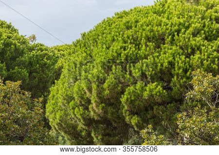 Italian Stone Pine. Natural Background With Pine Crown And Fresh Bright Green Needles. Coniferous Pl