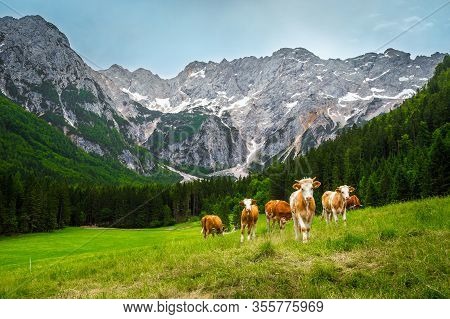 Cows Grazing On The Green Meadows In The Kamnik Savinja Alps, Slovenia, Europe