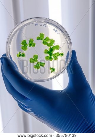 Scientific Handling Cultures In Petri Dishes In Bioscience Laboratory Refrigerator. Concept Of Scien