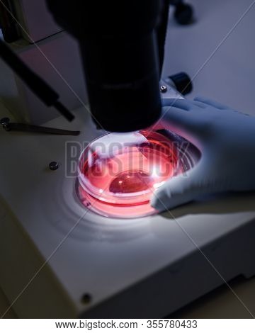 Scientific Handling A Light Stereomicroscope Examines A Culture In A Petri Dish For Pharmaceutical B