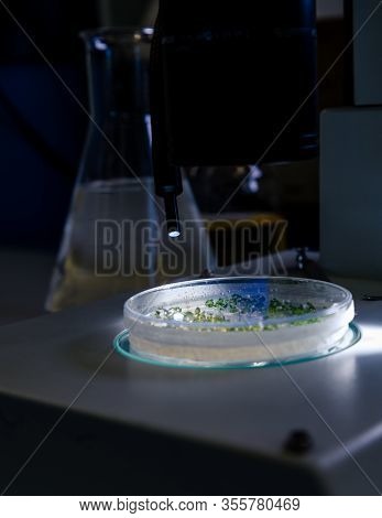 Culture In A Petri Dish Under A Light Stereomicroscope Is Examined For Pharmaceutical Bioscience Res