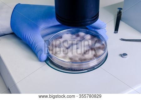 Scientific Handling A Light Stereomicroscope Examines A Culture In A Petri Dish For Pharmaceutical B