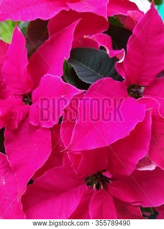 Pink Bracts Of A Tropical Flower Poinsetia, A Hybrid Variety, A Gentle Pastel Background, A Floral T