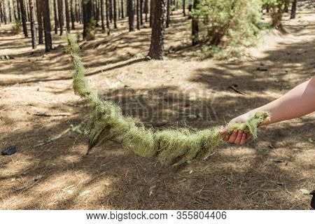 Young Traveler Holds In His Hand A Curved Branch Covered With Lichen Pine Tree Forest With Dry Pine 