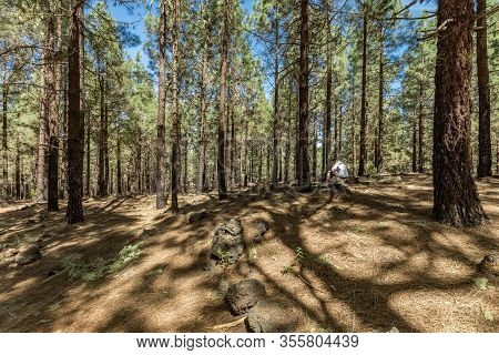 Pine Tree Forest Near The Volcano Arenas Negras. Bright Blue Sky And White Clouds. Young Traveler Si