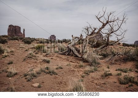 Broken Tree In Desert