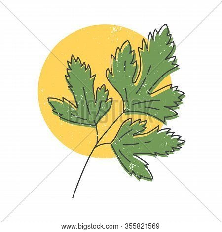 Parsley Leaf Hand Drawn Icon, Parsley Herb Colorful Vector Illustration For Printing