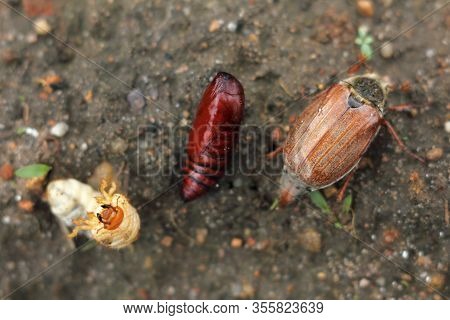 Pupa, Larva, And Cockchafer On The Ground In The Garden. Three Stages Of Garden Pest Development