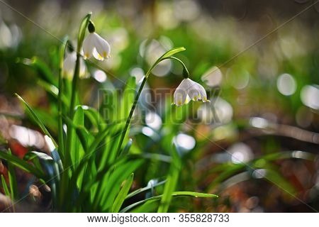 Spring Snowflake (leucojum Vernum) Beautiful White Spring Flower In Forest. Colorful Nature Backgrou