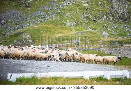 A Dog Guards A Flock Of Sheep Moving To Grazing