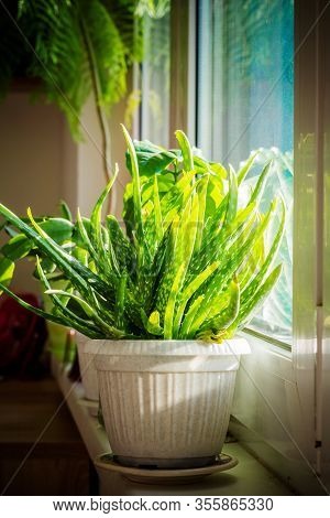 Aloe Vera Plant In A Pot. Window Gardening. Aloe Vera Plant Leaves. Background With Fleshy Bright Gr