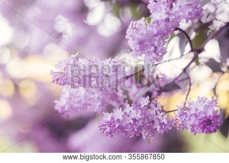 Delicate Floral Background With Petals And Inflorescences Of Lilac. Light Lilac Flowers On A Blurred