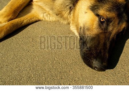 Cheerful Perky Dog On A Gray Background. German Shepherd. Cute Little Face. Studio Photo Session