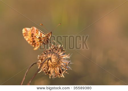 Motyl (Melitaea cinxia)