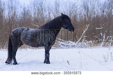 The Free Black Horse Is Standing In The Snow Against The Background Of The Forest In The Winter Twil