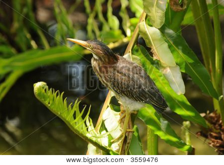 Green Heron