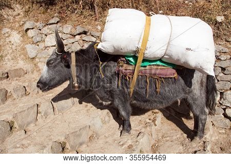 Black  Yak (bos Grunniens Or Bos Mutus) With Goods On The Way To Everest Base Camp - Nepal Himalayas