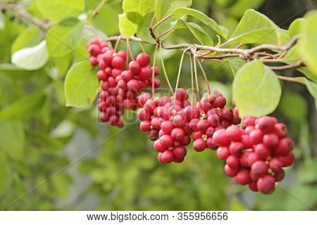Red Fruits Of Schisandra Growing On Branch In Row. Clusters Of Ripe Schizandra. Crop Of Useful Plant