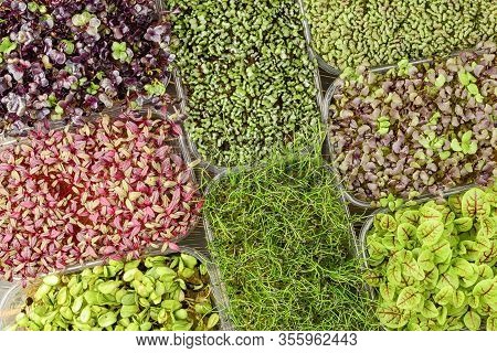 Background For Website Or Layout. Micro Green, Photo From Above. A Lot Of Young Greens In Containers