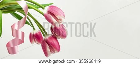 Tulips Flower. Flower In Garden At Sunny Summer Or Spring Day. Flower For Postcard Beauty Decoration