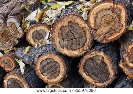 Firewood Stack With Autumn Leaves (vachellia Sp.)