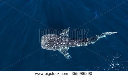 Huge Whale Shark Swimming Near Ningaloo, Australia
