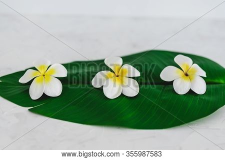 Monoi Flowers On Tropical Green Leaf On Calming White Background