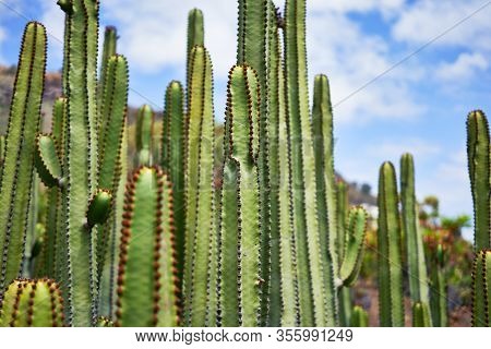 Close up of succulent green cactus at botanical garden