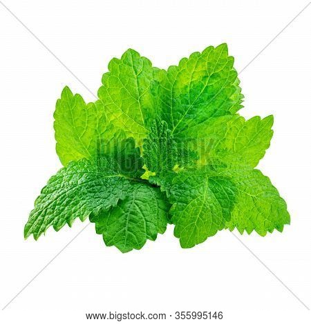 Fresh Melissa Leaves Isolated On The White Background. Mint, Spearmint Close Up
