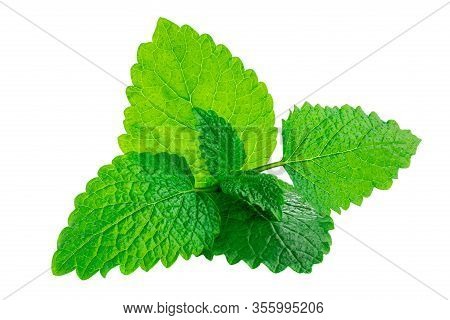 Fresh Mint Leaves Isolated On The White Background. Peppermint, Spearmint Close Up