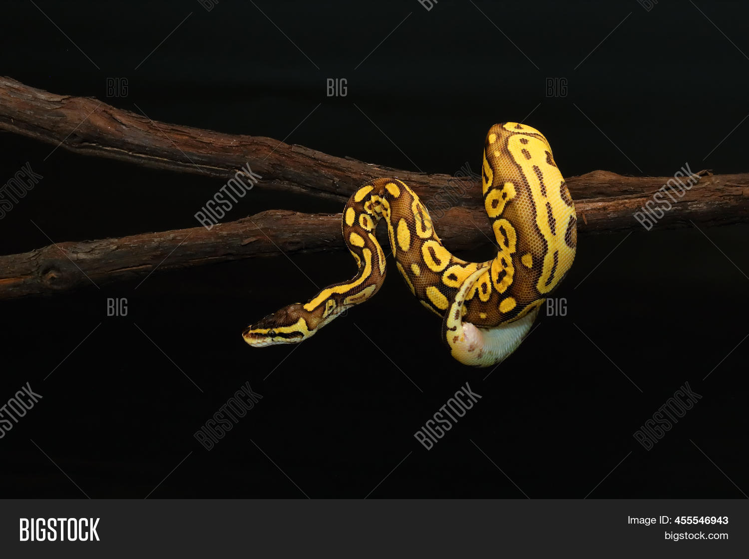 Image Preview
