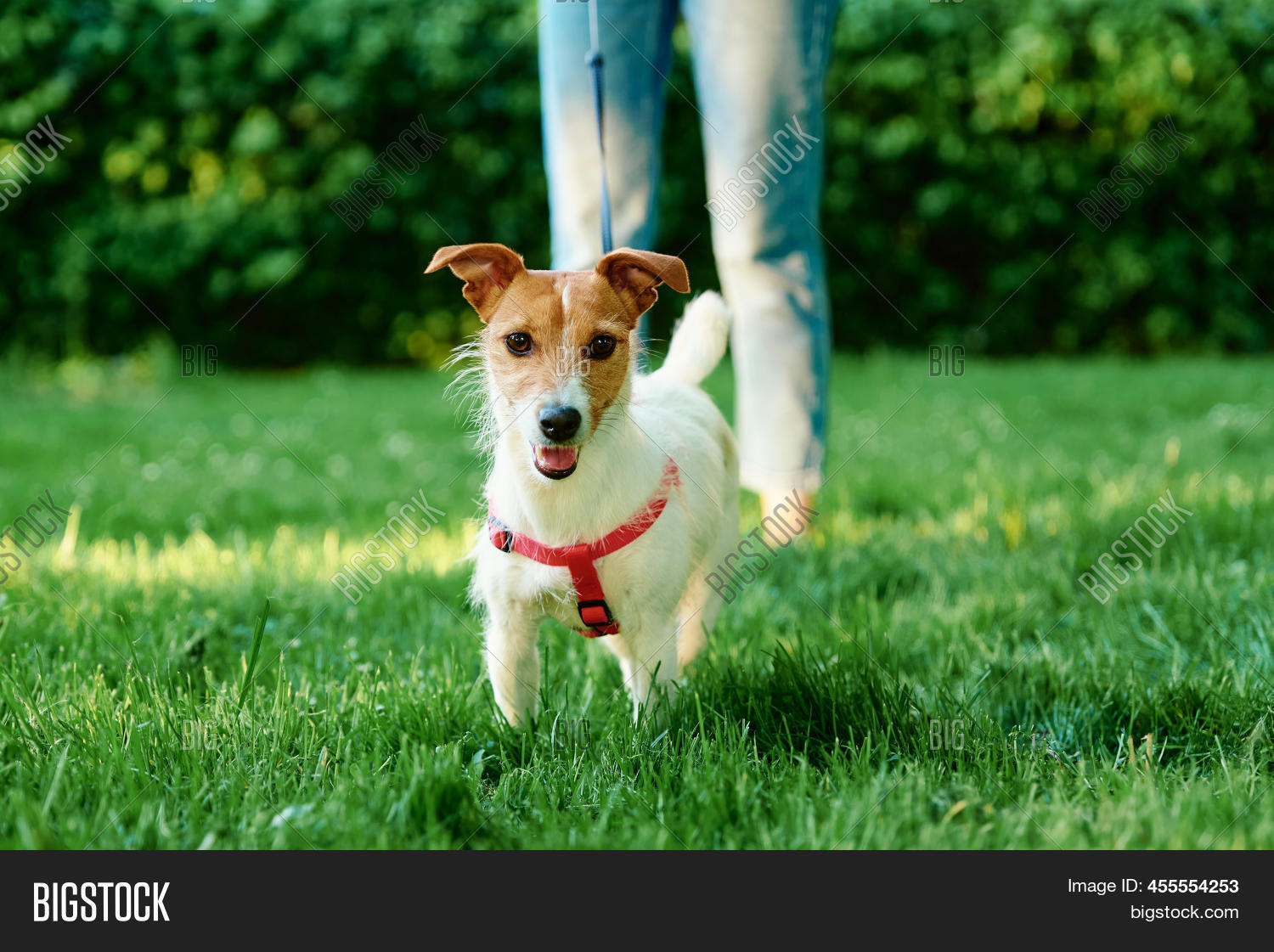 cute-dog-walking-park-image-photo-free-trial-bigstock