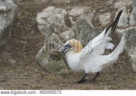 Gannet (morus Bassanus) Stealing Nesting Material From Another Nest At The Gannet Colony On Great Sa