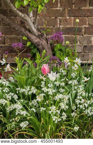 Stunning Quintessential English Country Garden Landscape In Spring In Full Colorful Bloom