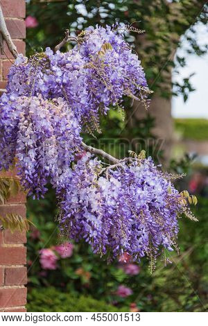 Stunning Quintessential English Country Garden Landscape In Spring With Wisteria In Full Purple Bloo