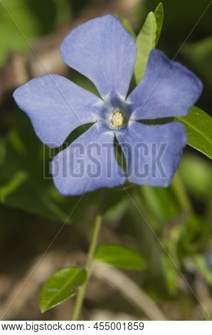 Flower Of Common Periwinkle, Lesser Periwinkle, Small-leaved Periwinkle (vinca Minor), Close Up