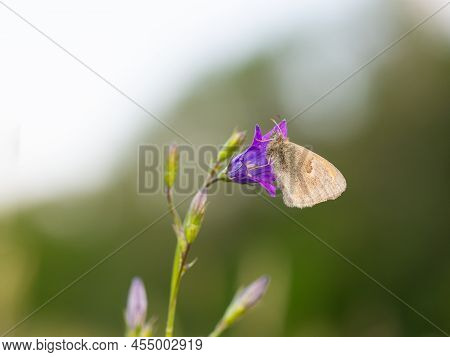 Small Heath (coenonympha Pamphilus) Butterfly Resting On Blooming Flower In Meadow