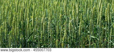 Rye Green Ears Field Lnatural Andscape, Norway