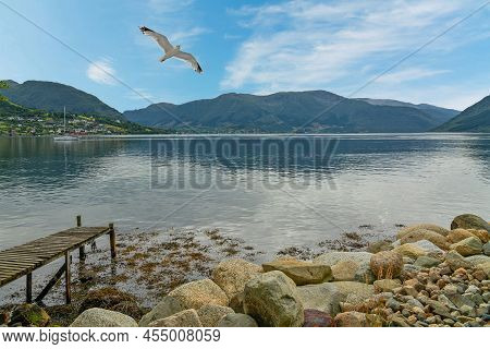 Fjord Mountain Landscape With Flying Sea Gull, Norway, Rosendal Community.