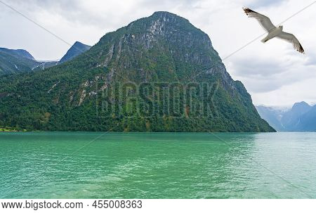 Seagull In Fjords, Olden Lake Mountain Picturesque Landscape, Norway