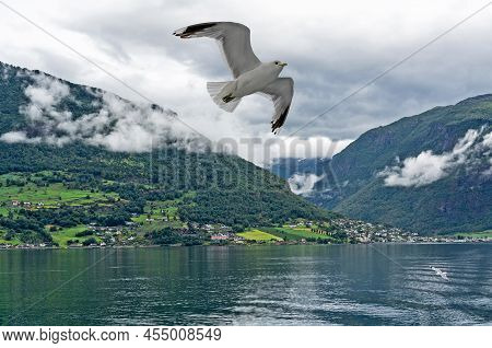 Sognefjord, Norway. Mountaun Sea Landscape With Flying Seagulls.